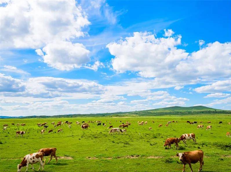 内蒙古草原繁荣与文化瑰宝探秘