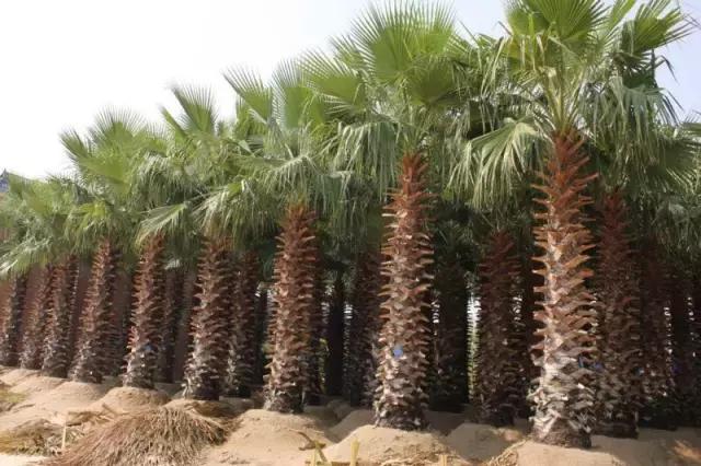 海南,热带天堂,心动之旅🌴🌊